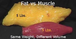 fat-vs-muscle